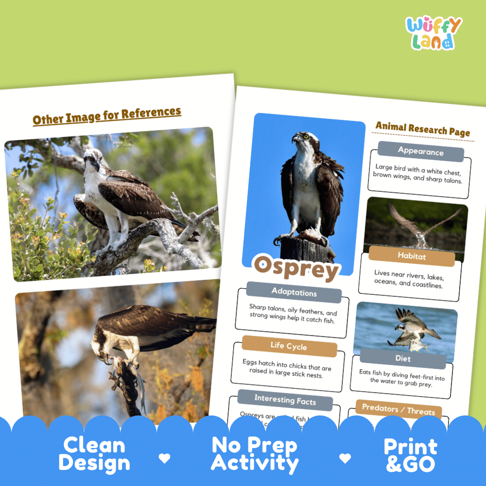 Osprey Animal Research Page Worksheets and Fact Sheet Activity