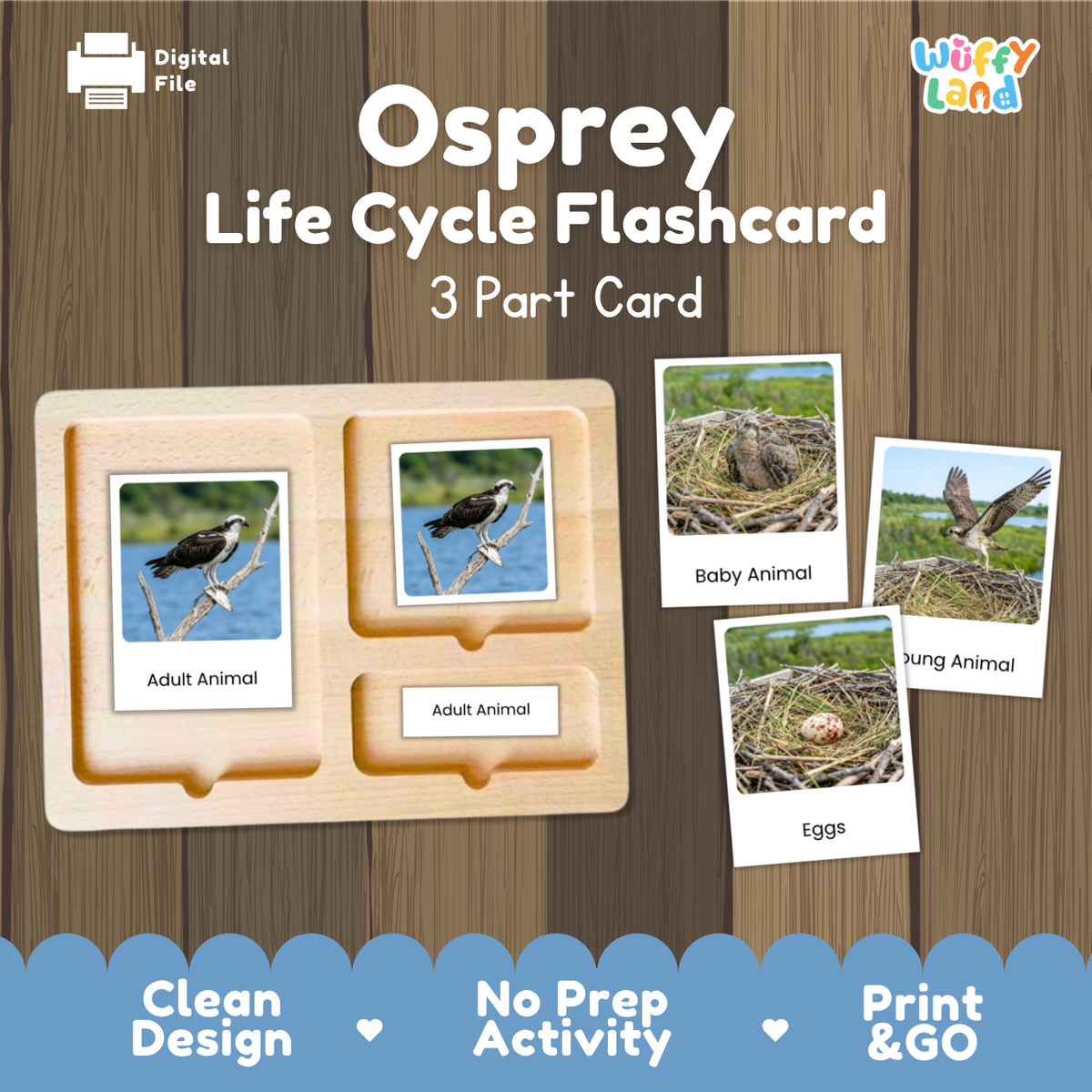 Osprey Life Cycle Flashcard set by Wiffy Land, featuring a wooden 3-part card tray with labeled sections for Adult Animal, Baby Animal, and Eggs, shown with sample flashcards on a wood-textured background.
