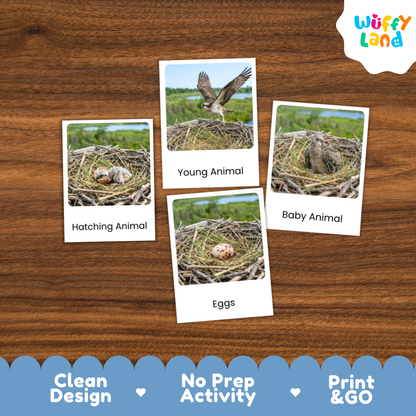 Four educational animal nesting cards are displayed on a brown wooden background. The cards feature images of birds in nests with labels reading 'Hatching Animal', 'Young Animal', 'Baby Animal', and 'Eggs'.