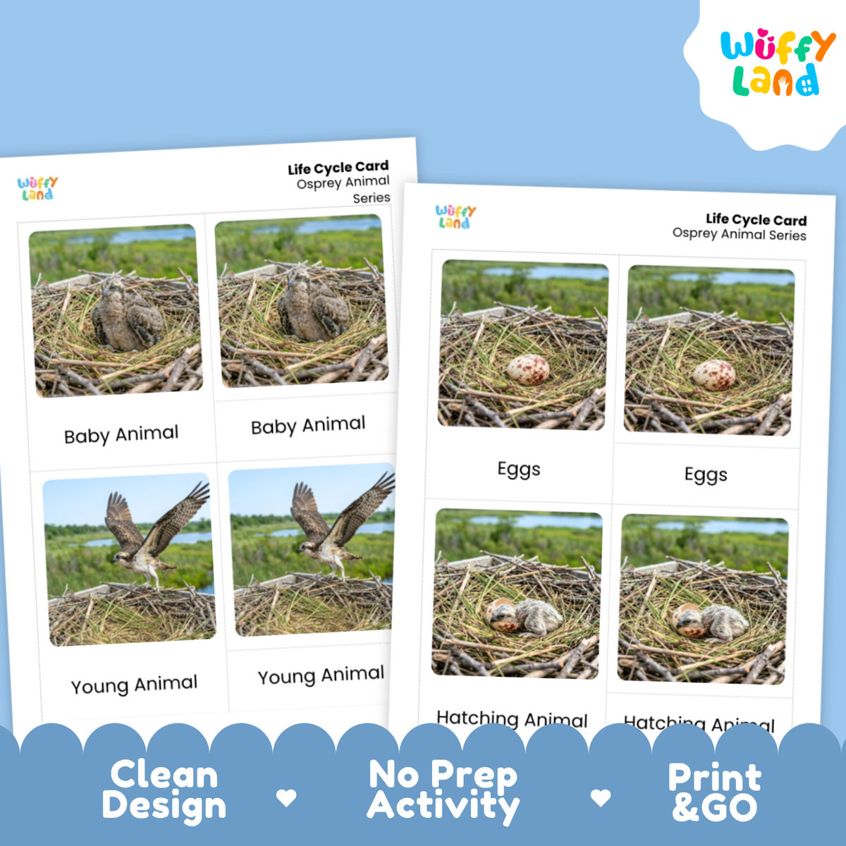 Osprey Life Cycle Flashcard 3 Part Card
