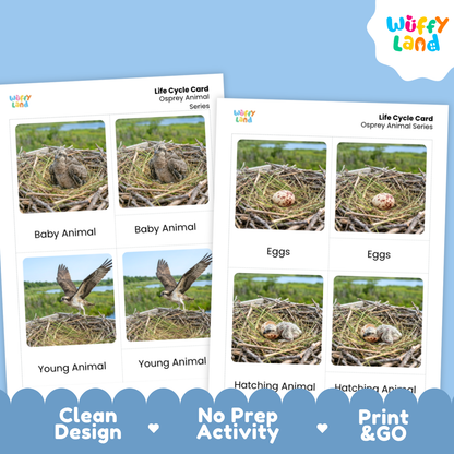 Osprey Life Cycle Flashcard 3 Part Card