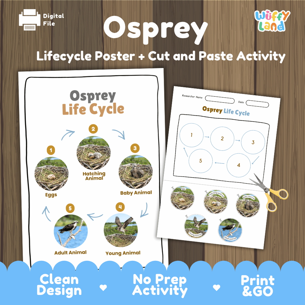 Osprey Life Cycle Poster and Cut and Paste Worksheet Activity
