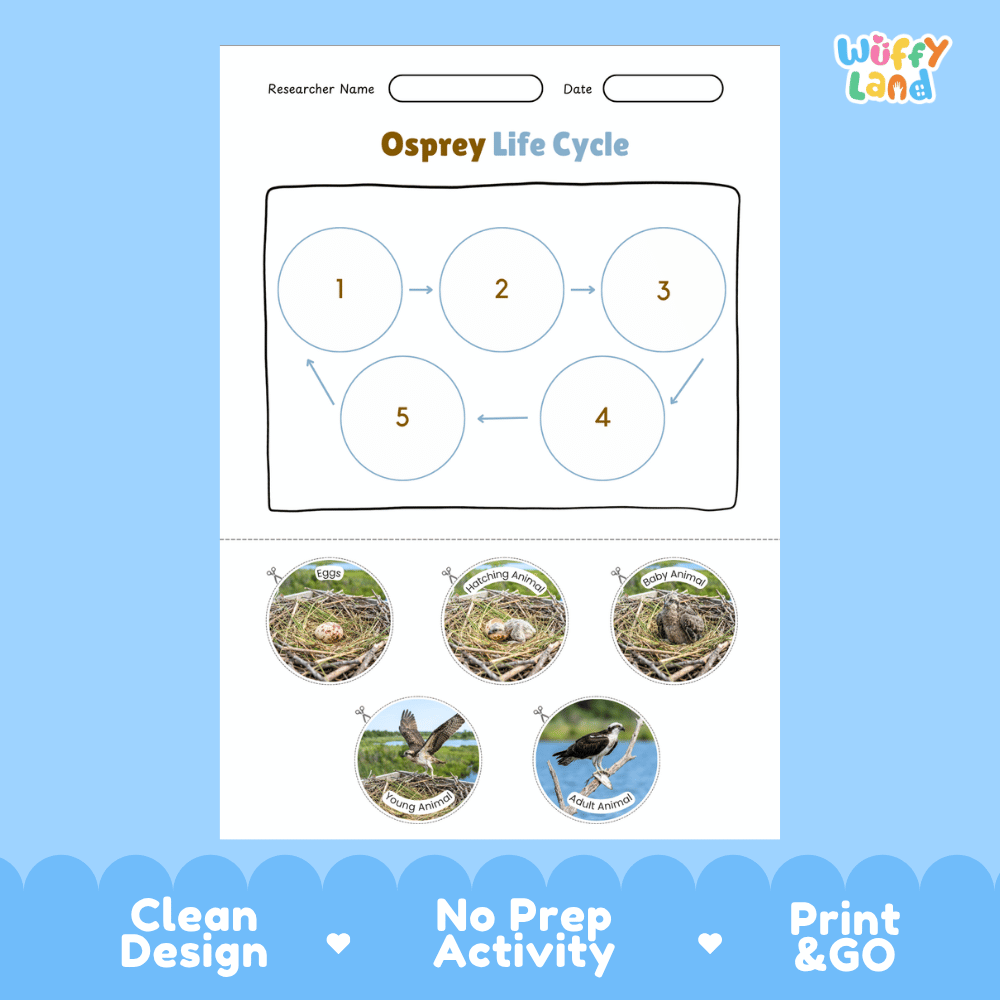Osprey Life Cycle Poster and Cut and Paste Worksheet Activity