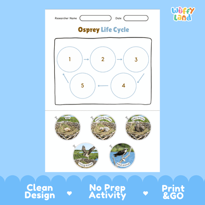 Osprey Life Cycle Poster and Cut and Paste Worksheet Activity