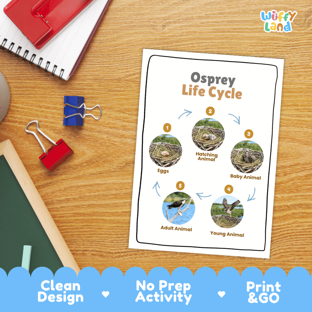 Osprey Life Cycle Poster and Cut and Paste Worksheet Activity