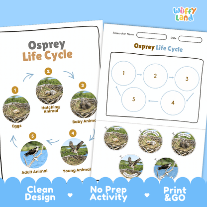 Osprey Life Cycle Poster and Cut and Paste Worksheet Activity