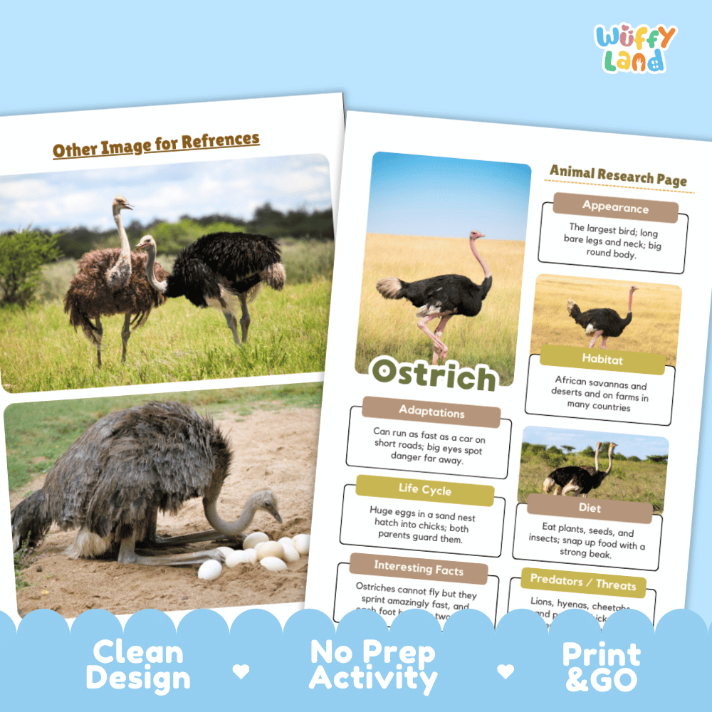 Educational activity sheet about ostriches from the brand Wuffy Land, featuring animal research pages with photos of ostriches, labeled sections for appearance, habitat, adaptations, life cycle, diet, and predators, plus a blue scalloped footer with text reading 'Clean Design', 'No Prep Activity', and 'Print & GO'.