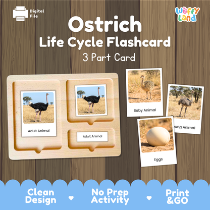 Ostrich Life Cycle Flashcard 3 Part Card