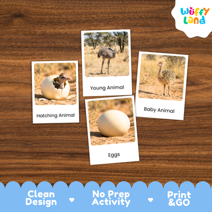 Ostrich Life Cycle Flashcard 3 Part Card