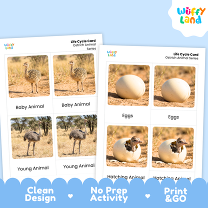 Ostrich Life Cycle Flashcard 3 Part Card