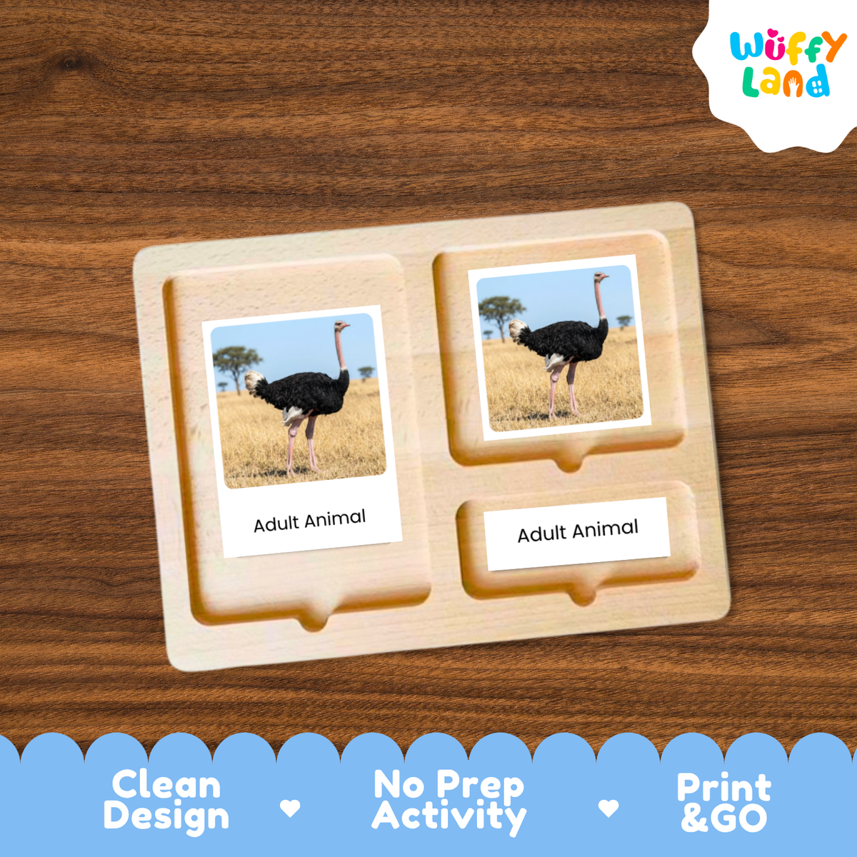 Ostrich Life Cycle Flashcard 3 Part Card