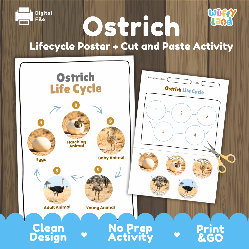Ostrich Life Cycle Poster and Cut and Paste Activity Worksheets