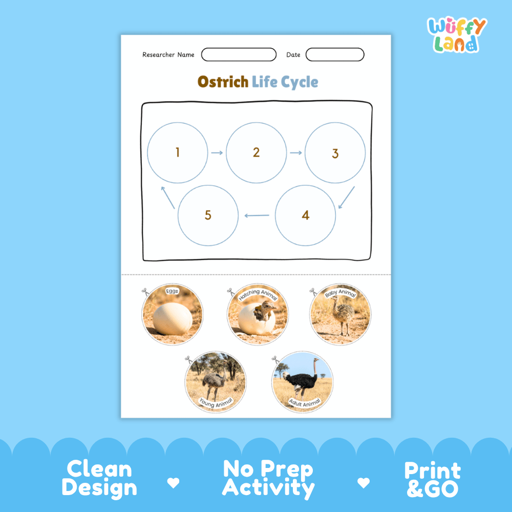 Ostrich Life Cycle Poster and Cut and Paste Activity Worksheets