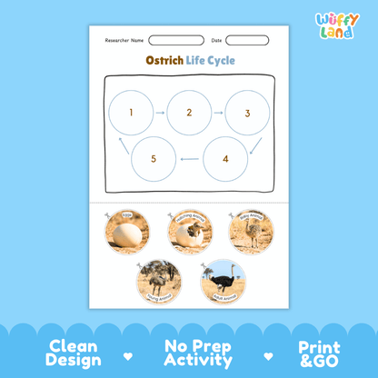 Ostrich Life Cycle Poster and Cut and Paste Activity Worksheets