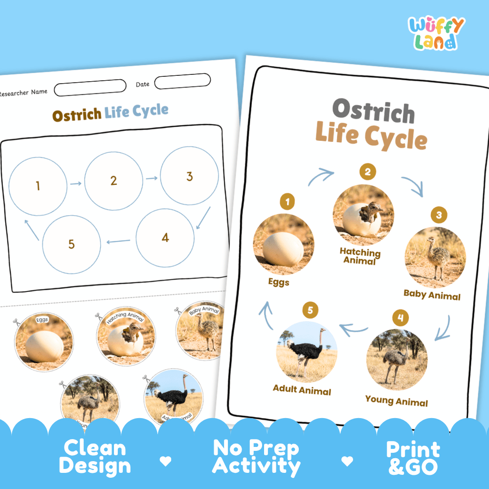 Ostrich Life Cycle Poster and Cut and Paste Activity Worksheets