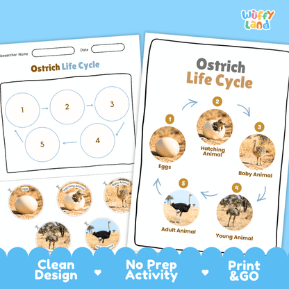 Ostrich Life Cycle Poster and Cut and Paste Activity Worksheets