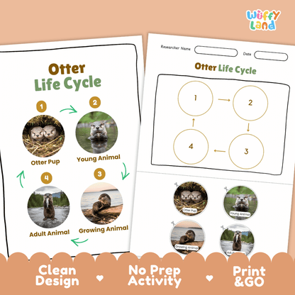 Otter Life Cycle Poster and Cut and Paste Activity Worksheets