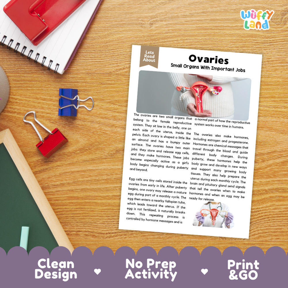 Student reading comprehension worksheet with short-answer questions and lined sections about human ovaries