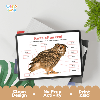 Educational cut and paste owl anatomy worksheet with printable word cutout tiles for wings, beak, claws, and feathers