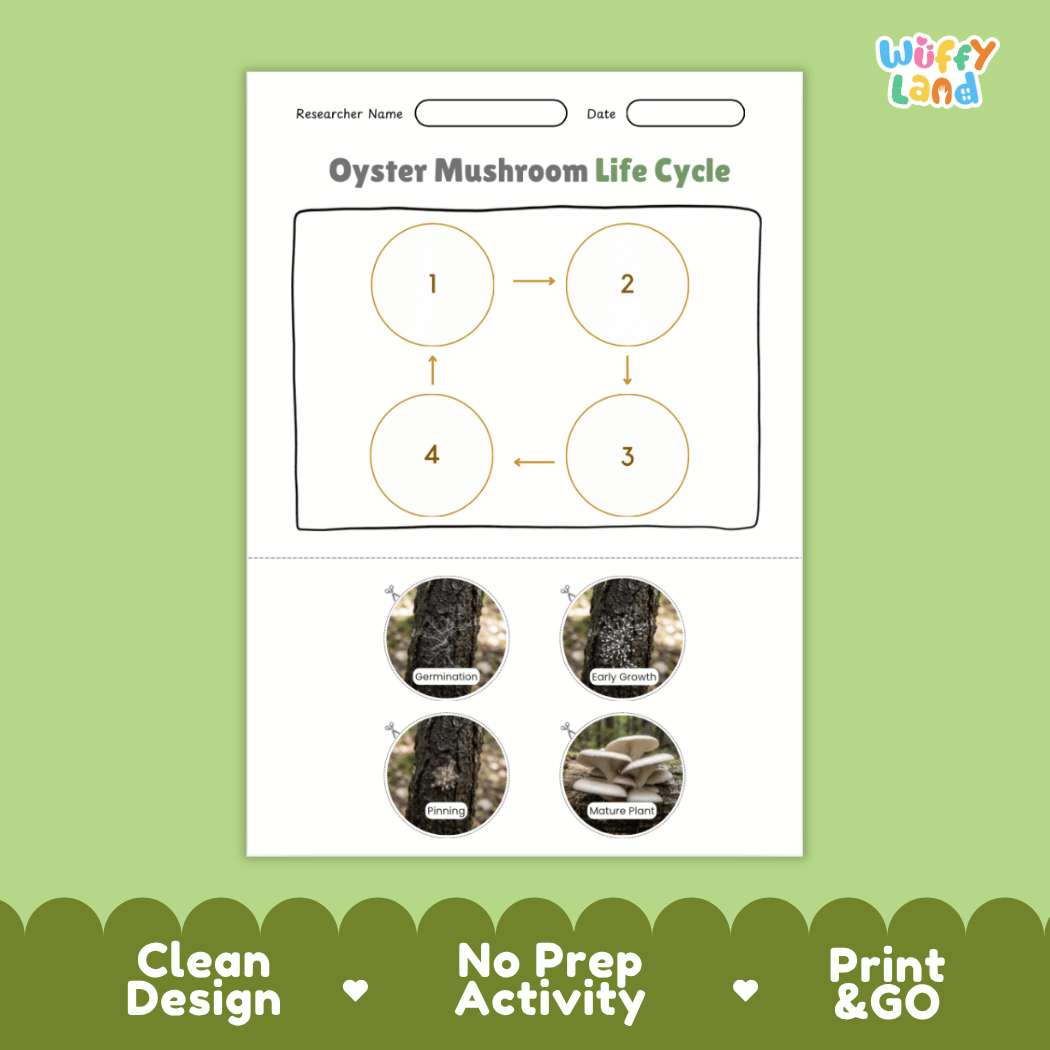 Educational reference poster showing four realistic photo stages of an oyster mushroom life cycle including spores, pinhead, young mushroom, and mature cluster