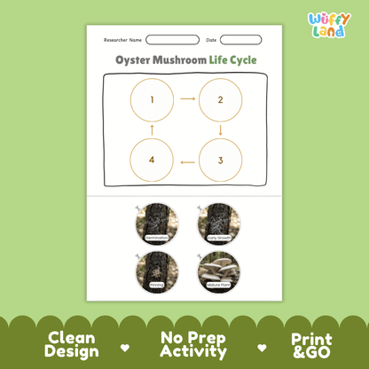 Educational reference poster showing four realistic photo stages of an oyster mushroom life cycle including spores, pinhead, young mushroom, and mature cluster