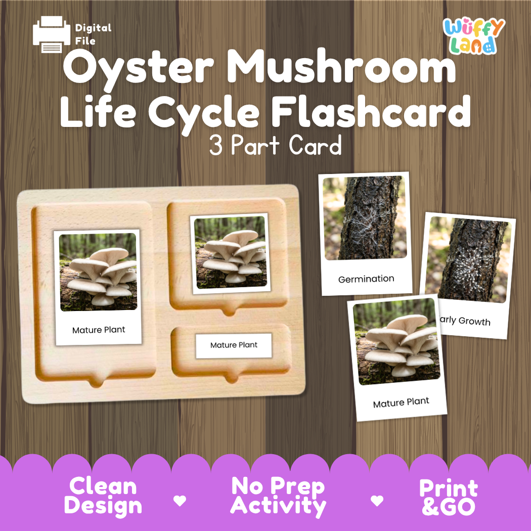 Oyster Mushroom Life Cycle Flashcard set by Wiffy Land, featuring a 3-part wooden card tray with photos of mature oyster mushrooms and labeled stages like Germination, Early Growth, and Mature Plant, shown on a wood-grain background with promotional text.