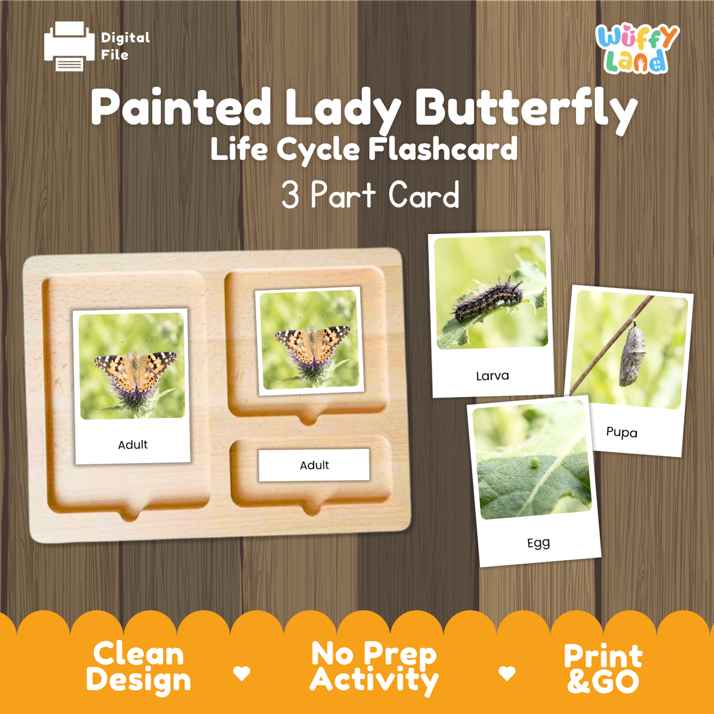 Painted Lady Butterfly Life Cycle Flashcard 3 Part Cards Science Activity Printable