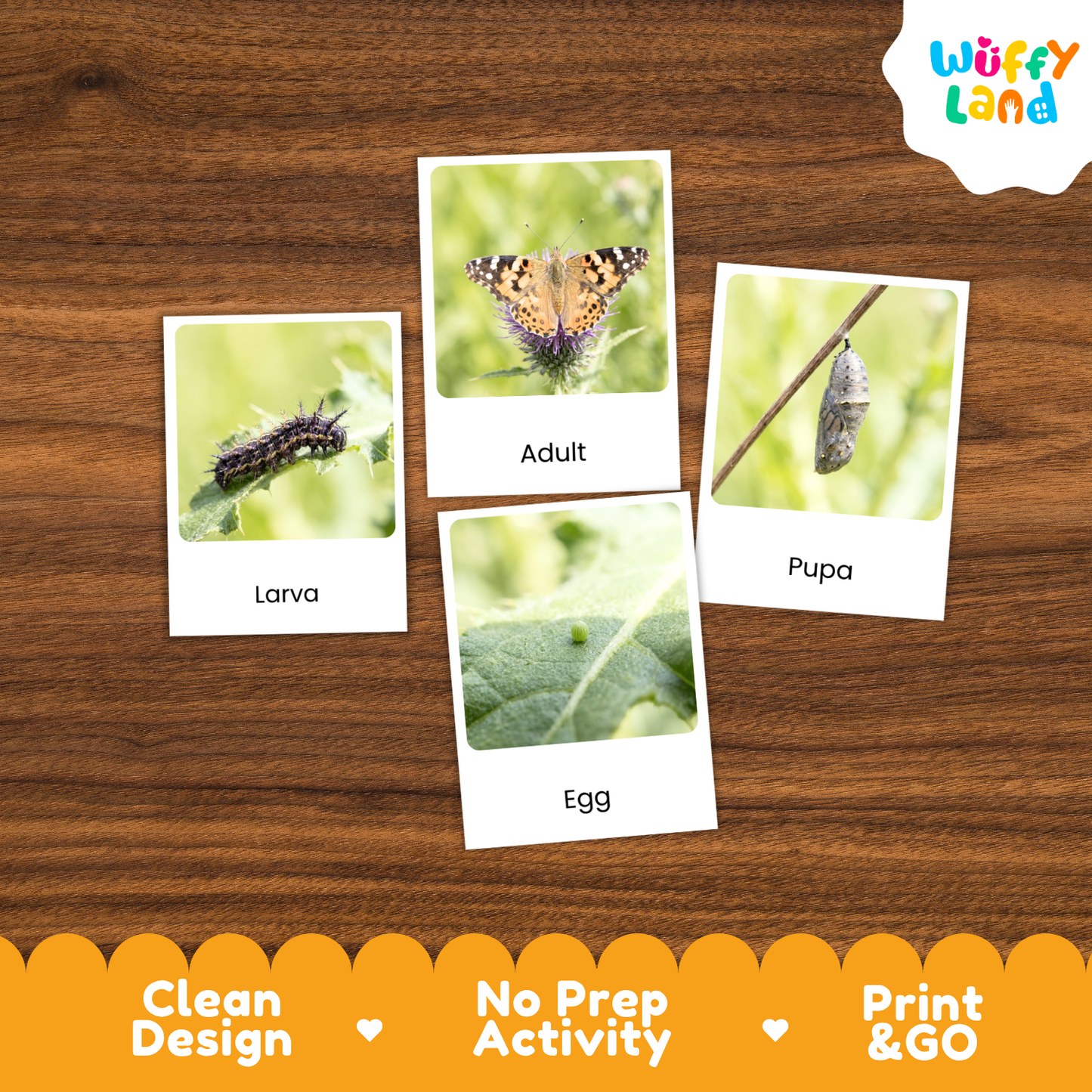 Painted Lady Butterfly Life Cycle Flashcard 3 Part Cards Science Activity Printable