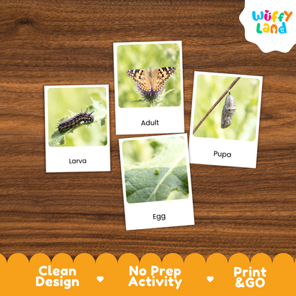 Painted Lady Butterfly Life Cycle Flashcard 3 Part Cards Science Activity Printable