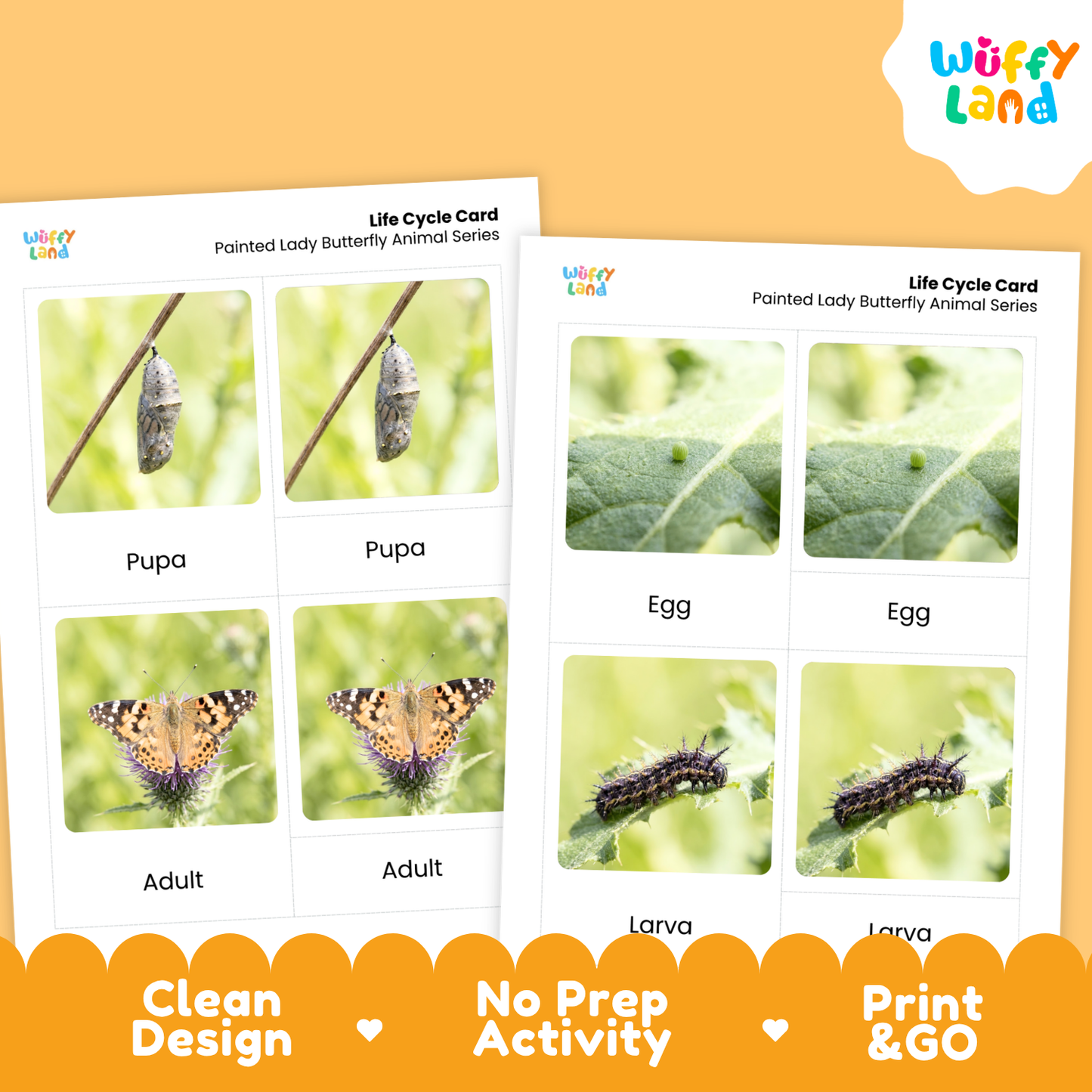 Painted Lady Butterfly Life Cycle Flashcard 3 Part Cards Science Activity Printable
