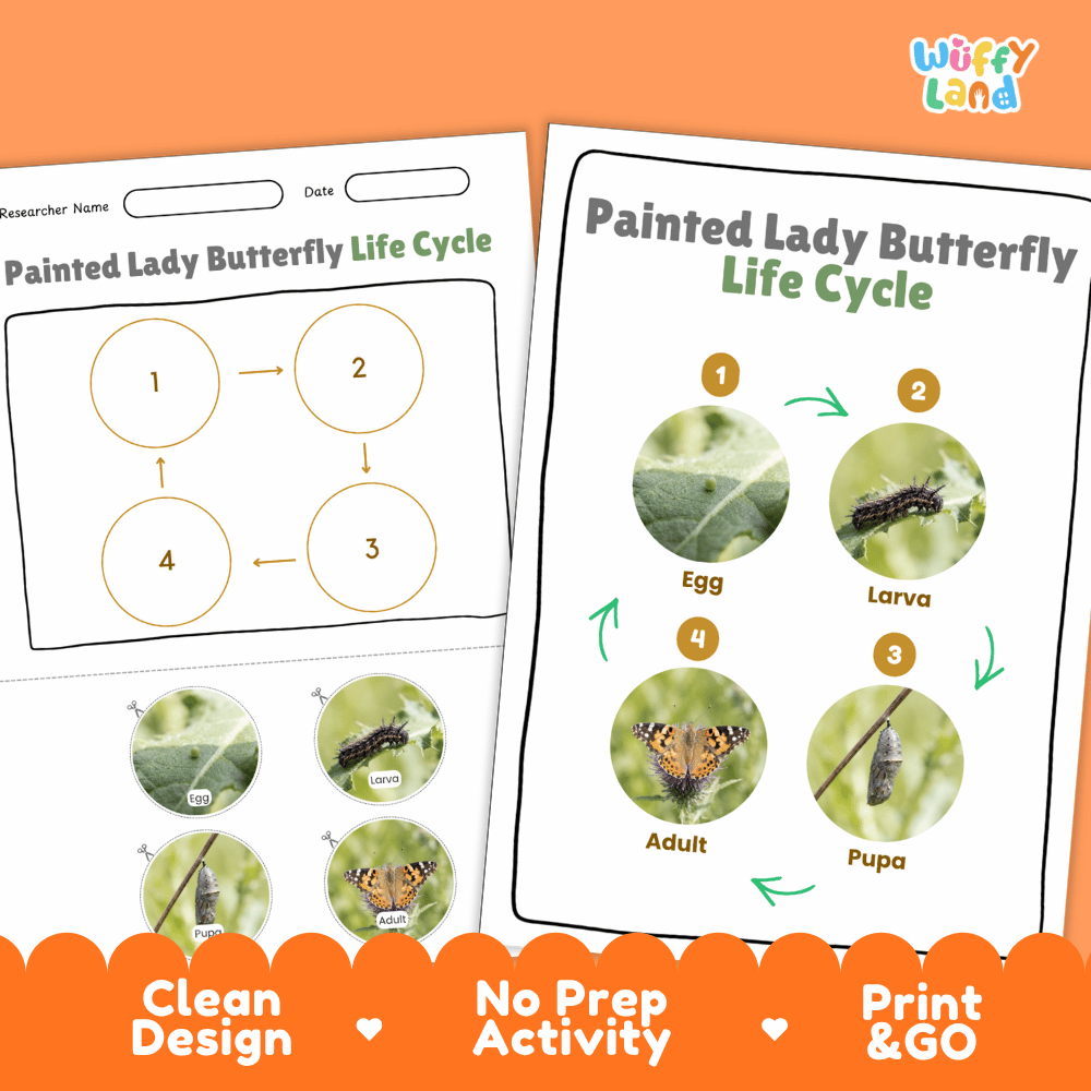 Painted Lady Butterfly Life Cycle Poster and Cut and Paste Activity Worksheets