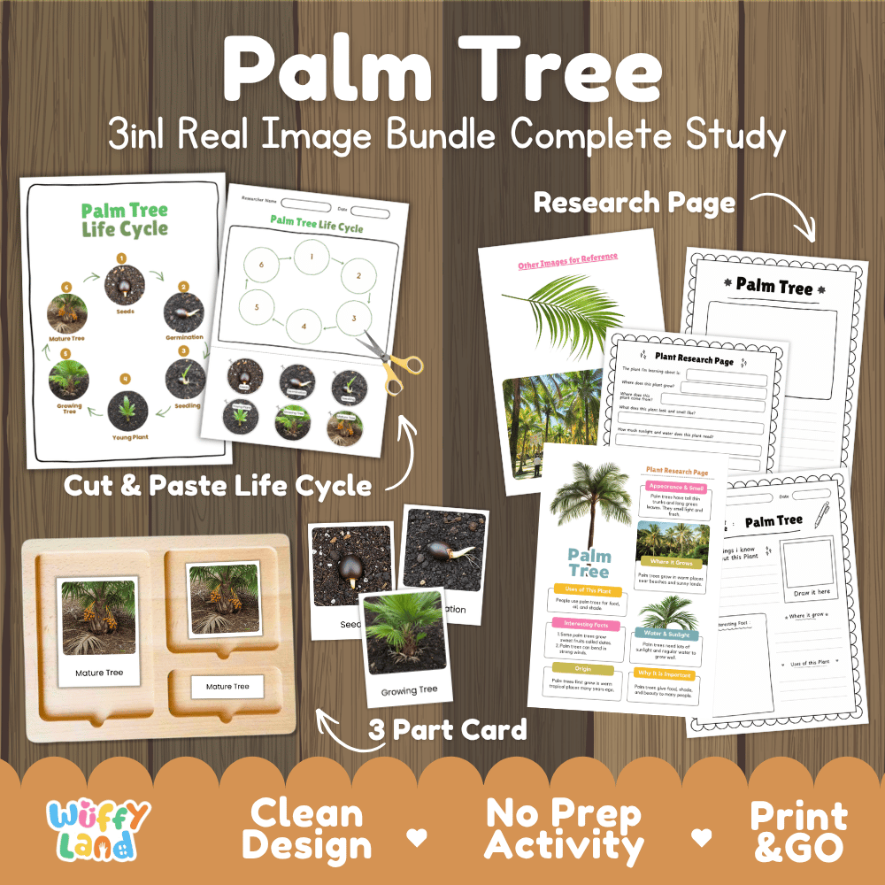 Palm tree 3in1 real image bundle complete study printable featuring life cycle cut and paste worksheets, Montessori 3-part cards, and research pages
