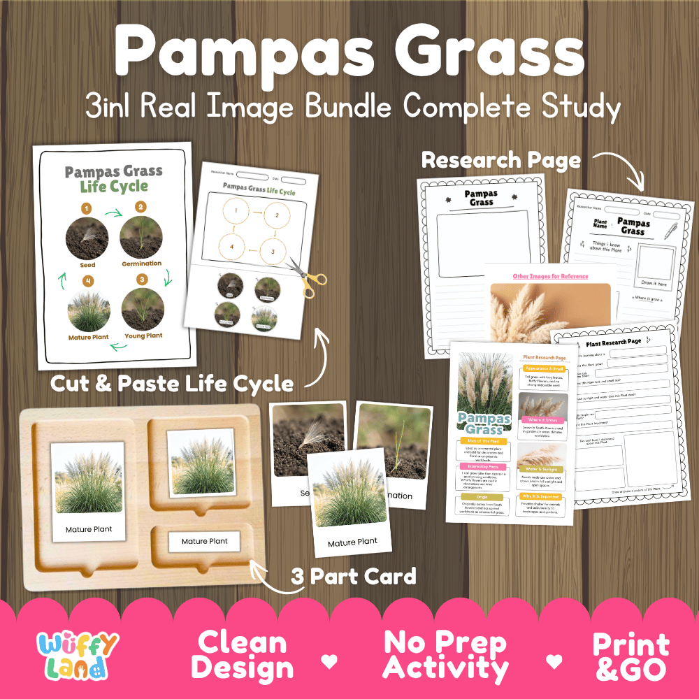 Pampas grass plant 3in1 real image bundle complete study printable featuring life cycle cut and paste worksheets, Montessori 3-part cards, and research pages