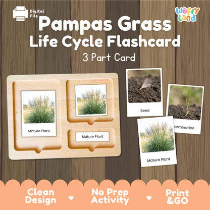 Pampas Grass Life Cycle Flashcard 3 Part Card Montessori Science Printable