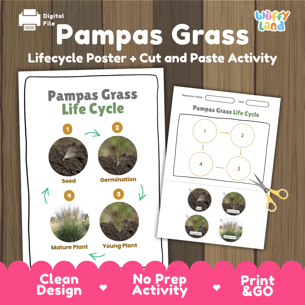 Pampas Grass Life Cycle Poster and Cut and Paste Worksheet Activity