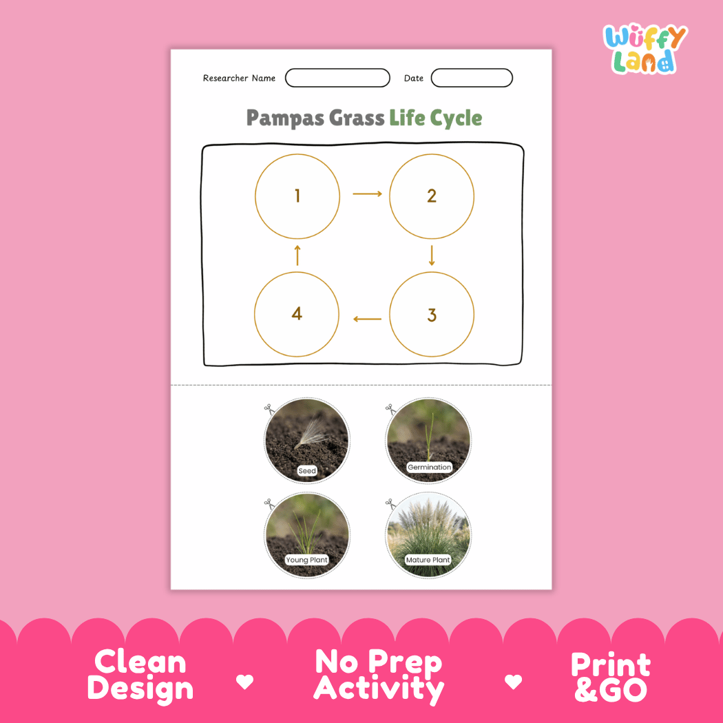 Pampas Grass Life Cycle Poster and Cut and Paste Worksheet Activity