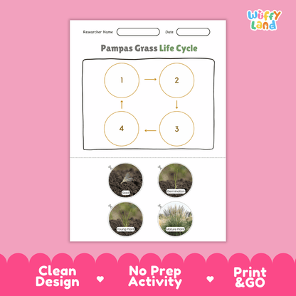Pampas Grass Life Cycle Poster and Cut and Paste Worksheet Activity