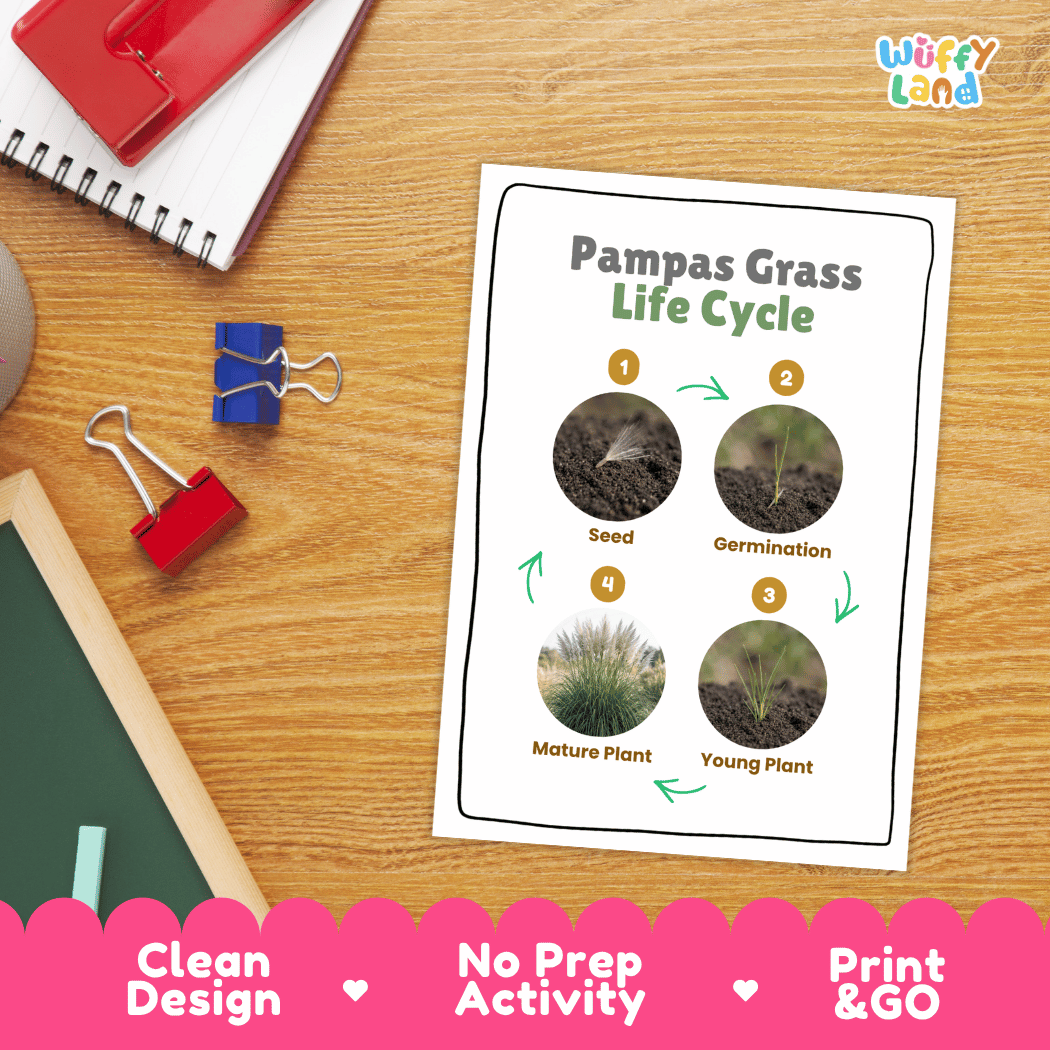 Pampas Grass Life Cycle Poster and Cut and Paste Worksheet Activity