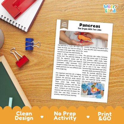 Student reading comprehension worksheet with short-answer questions and lined sections about the human pancreas