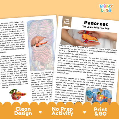 Teacher answer key page showing complete question solutions for Pancreas human body reading comprehension practice