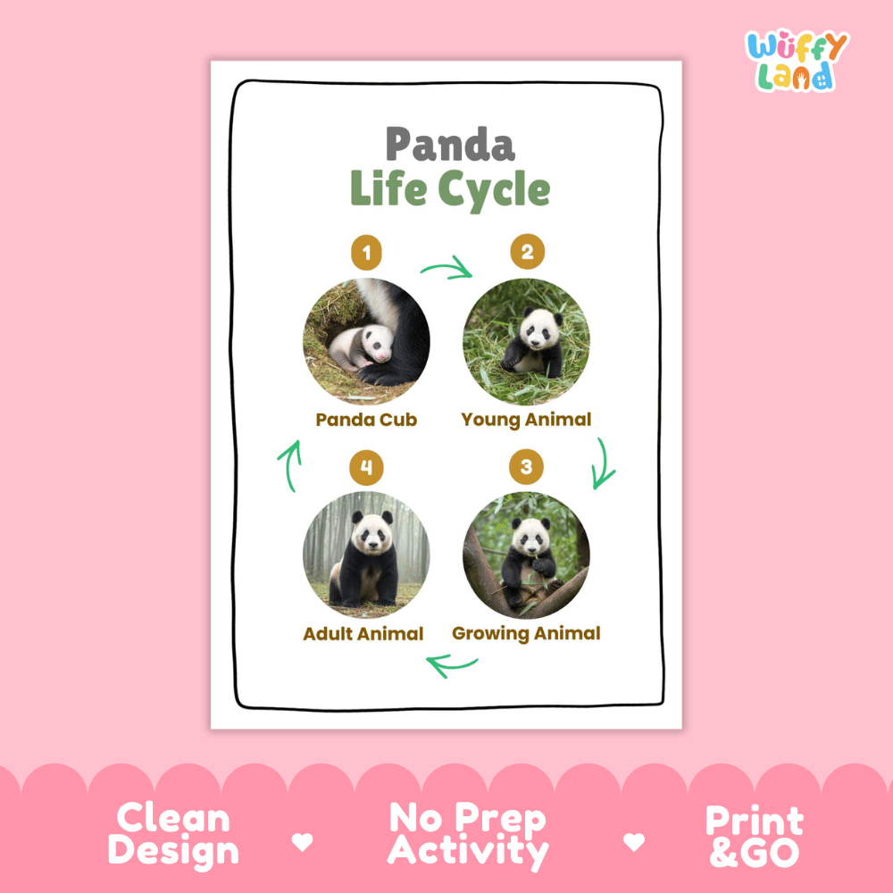 Panda Life Cycle Poster and Cut and Paste Activity Worksheets