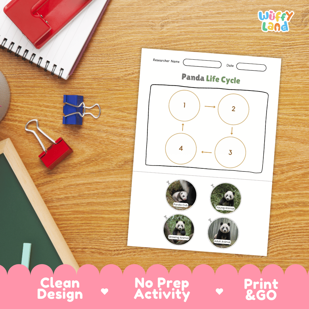 Panda Life Cycle Poster and Cut and Paste Activity Worksheets