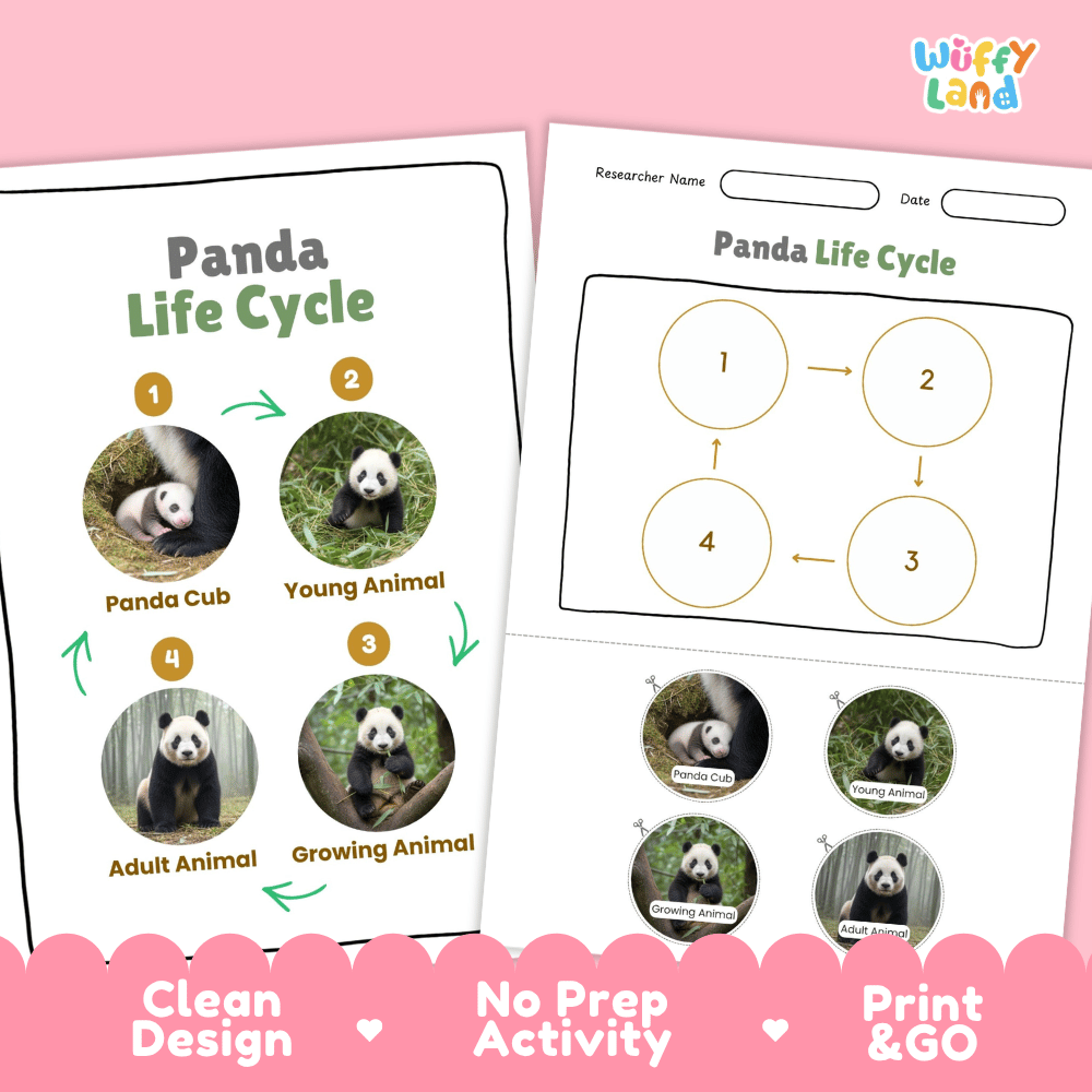 Panda Life Cycle Poster and Cut and Paste Activity Worksheets