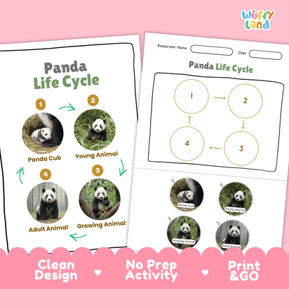 Panda Life Cycle Poster and Cut and Paste Activity Worksheets