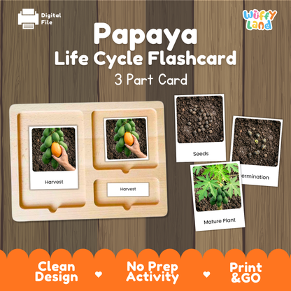 Papaya Life Cycle Flashcards | Montessori 3 Part Cards Science Activity