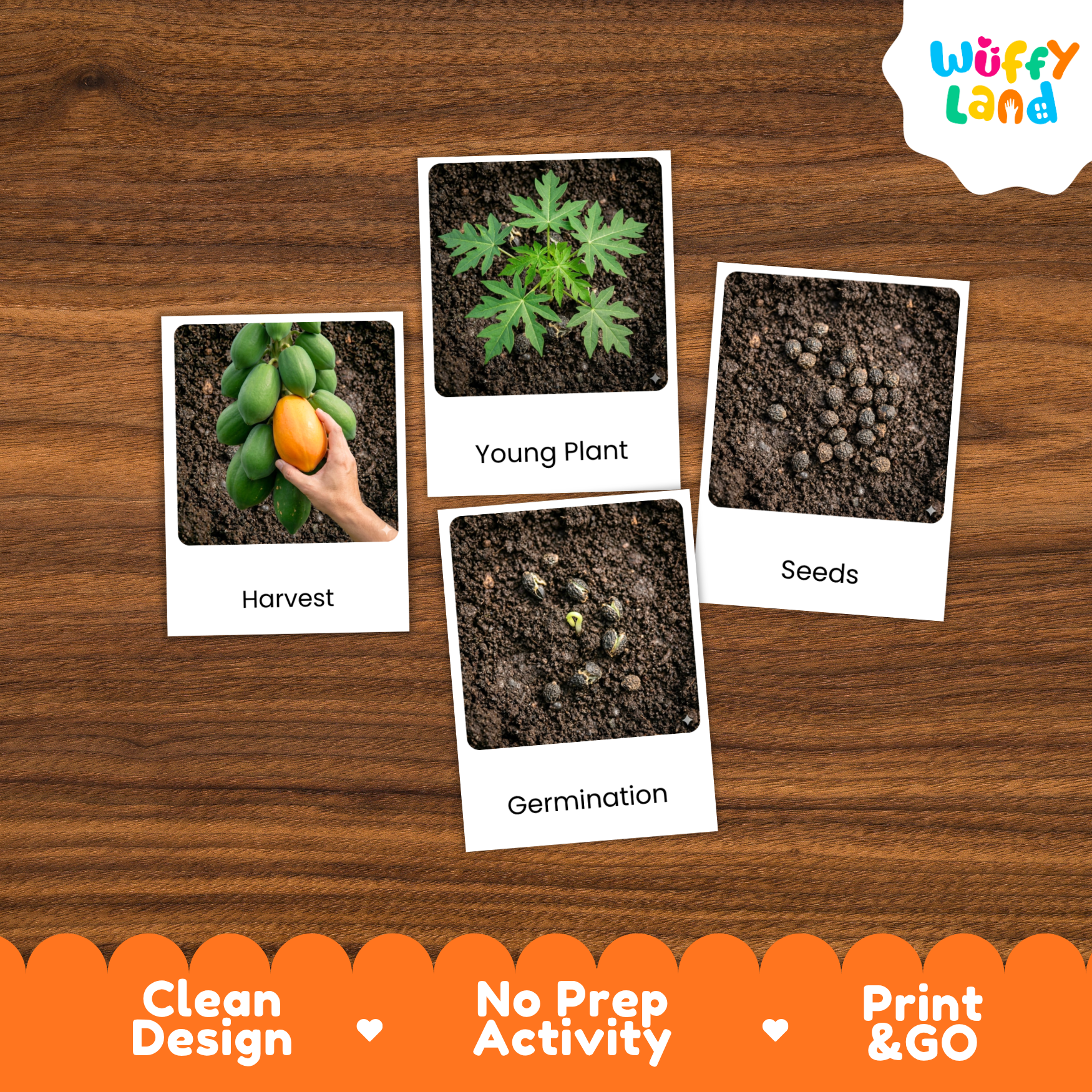 Papaya Life Cycle Flashcards | Montessori 3 Part Cards Science Activity