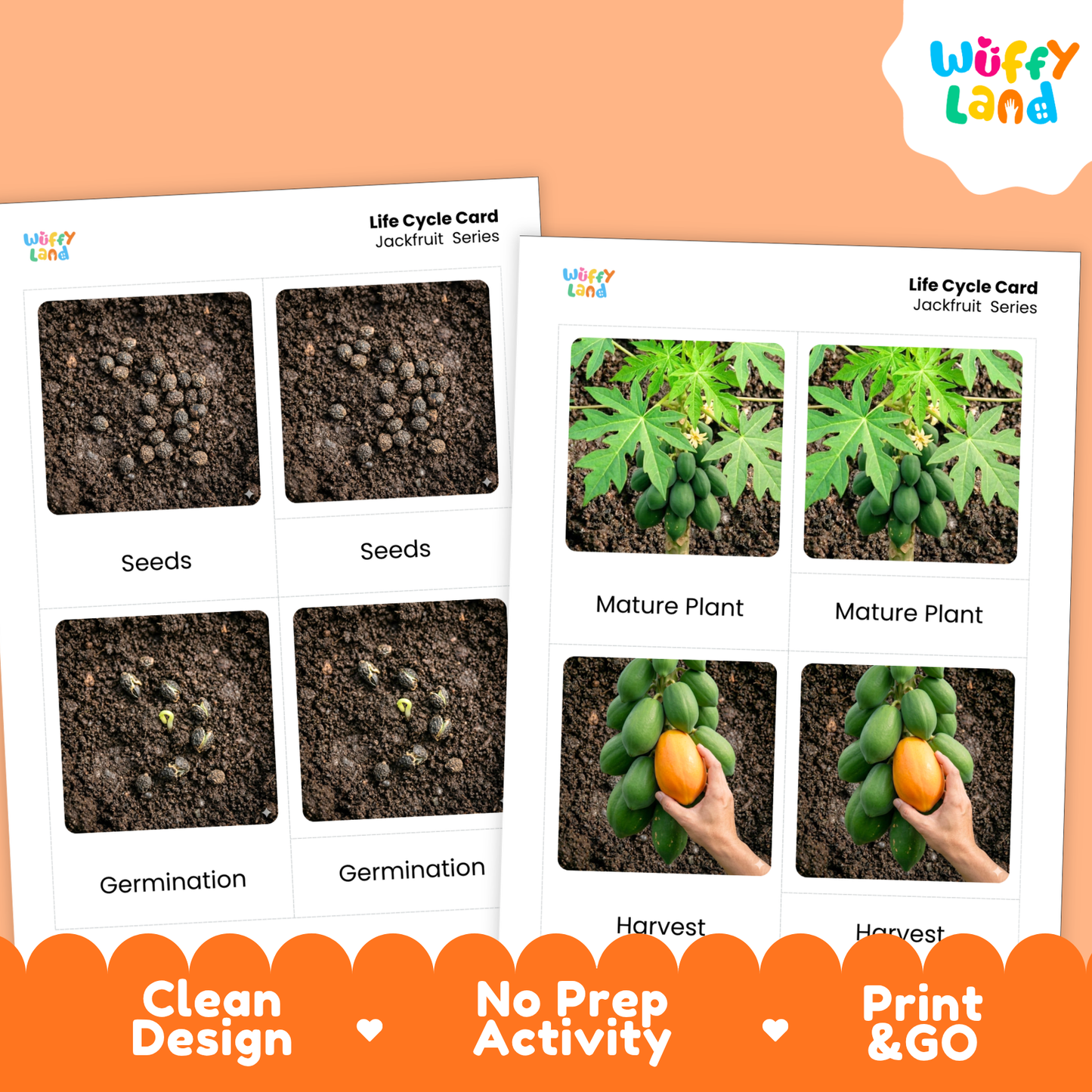 Papaya Life Cycle Flashcards | Montessori 3 Part Cards Science Activity