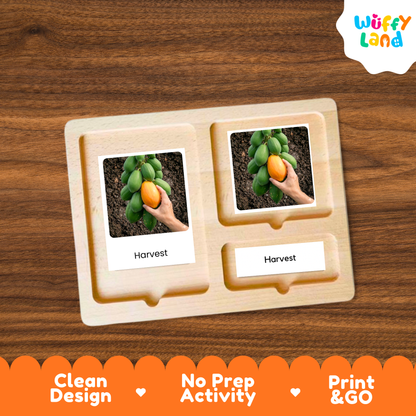 Papaya Life Cycle Flashcards | Montessori 3 Part Cards Science Activity