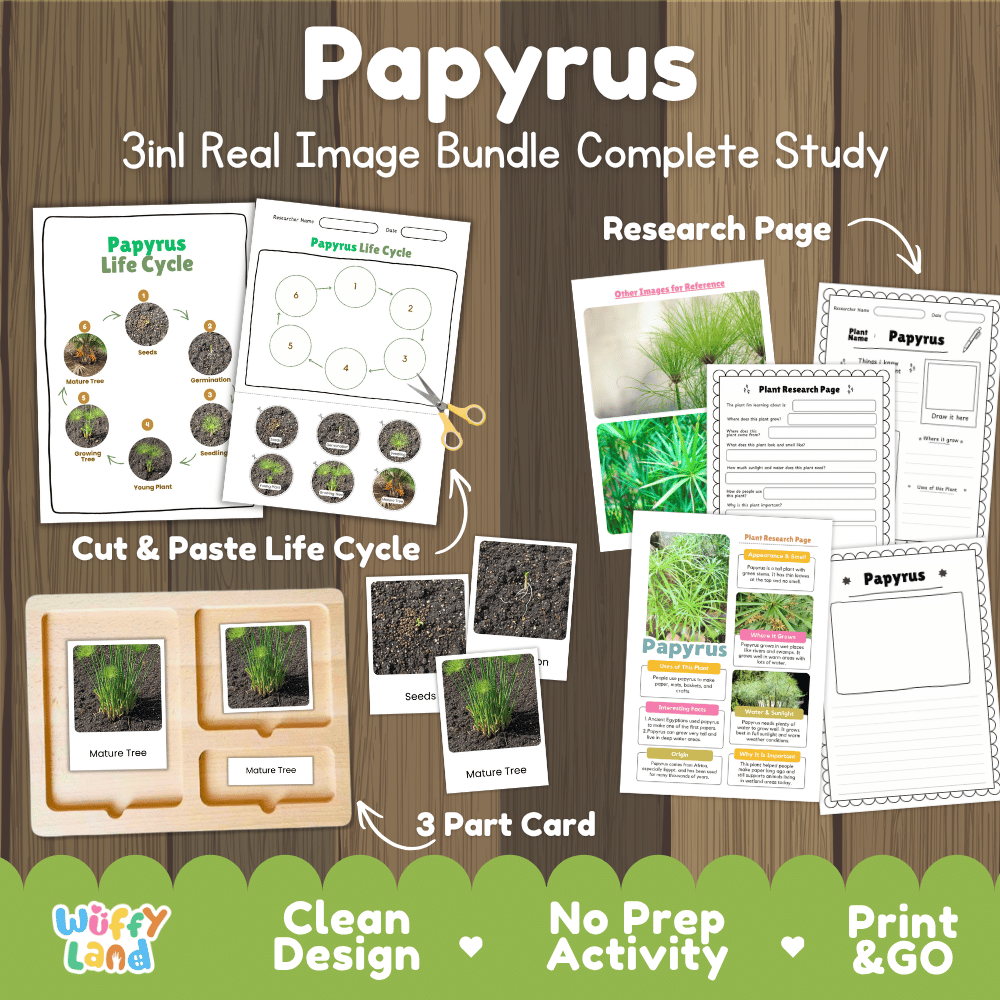 Papyrus plant 3in1 real image bundle complete study printable featuring 6-stage life cycle cut and paste worksheets, Montessori 3-part cards, and research pages