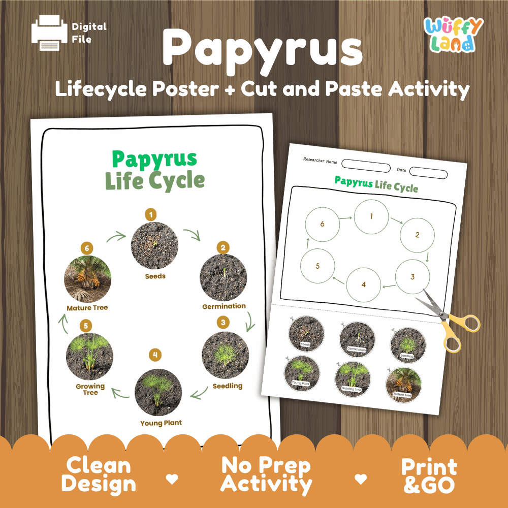 Papyrus Lifecycle Poster and Cut and Paste Activity Worksheets | Plant Science Printables